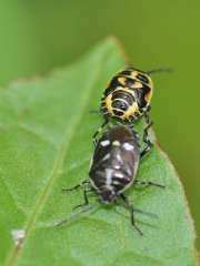 Eurydema oleraceum